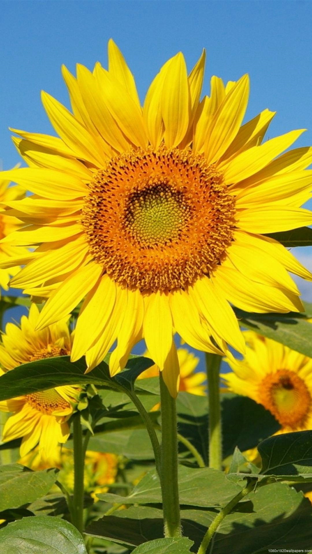 Sunflower Field Sky Wallpapers Hd - Flower Rose And Sunflower - HD Wallpaper 