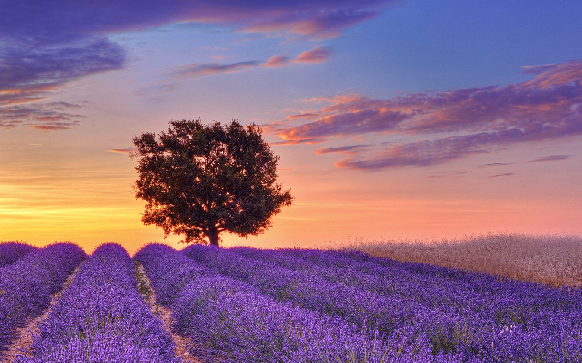 Sunset Background Hill Flowers - HD Wallpaper 