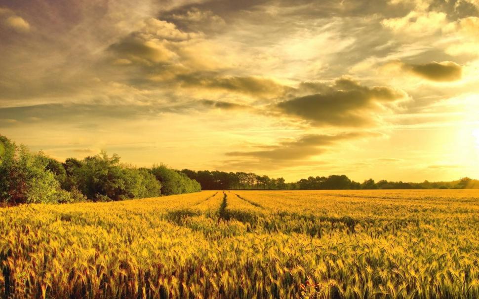 Wheat Field In The Sunrise Wallpaper,nature Hd Wallpaper,1920x1200 - Free Wheat Field Sunrise - HD Wallpaper 