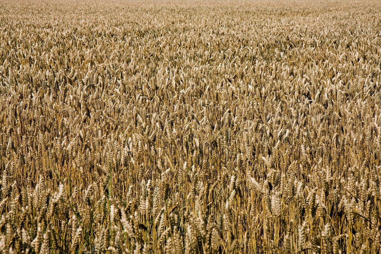 Wheat Golden Wheat Field Free Photo - Wheat Field Brown Background - HD Wallpaper 