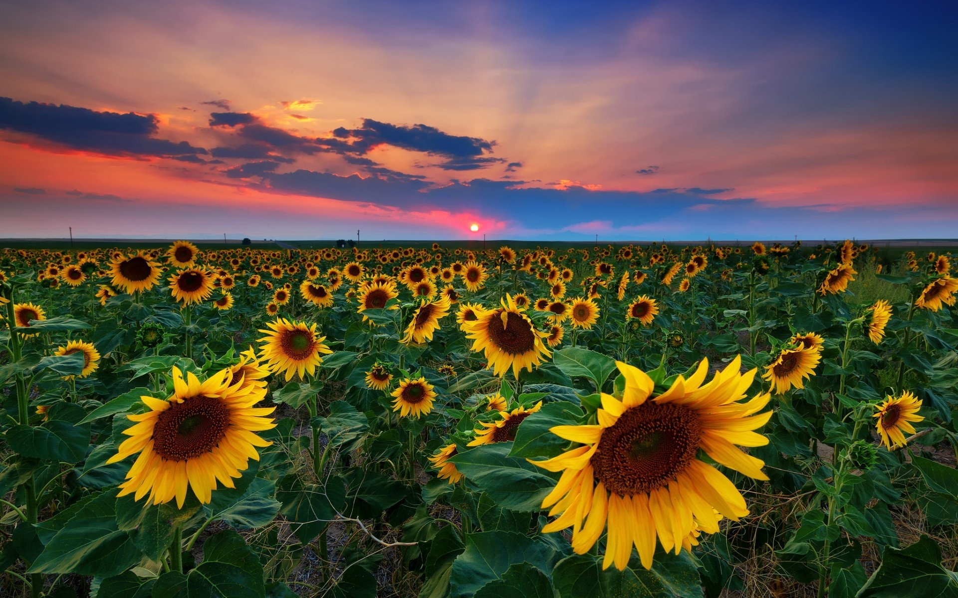 Field Of Flowers Sunflowers - HD Wallpaper 