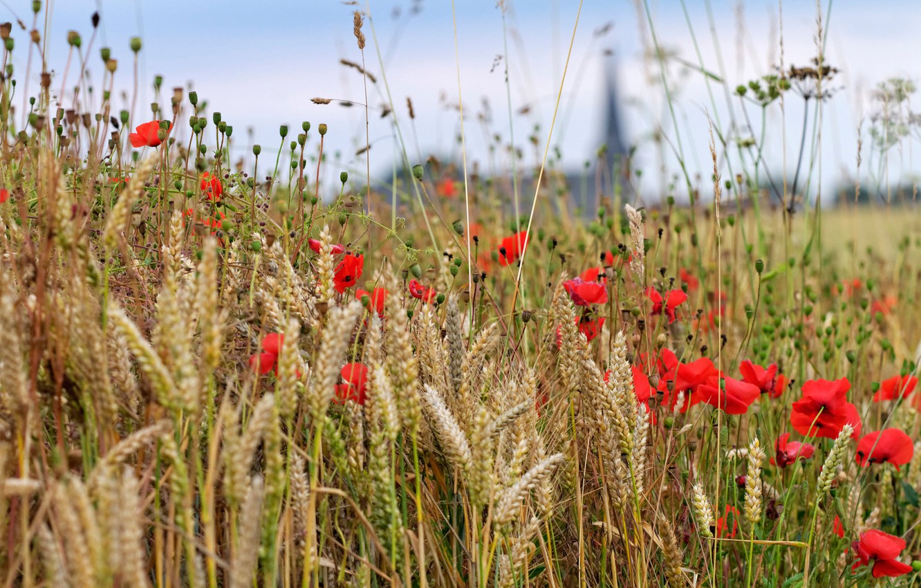 Photo Wallpaper Wheat, Field, The Sky, Flowers, Mac, - Скачать Обои На Телефон Маки В Колосьях Пшеницы - HD Wallpaper 