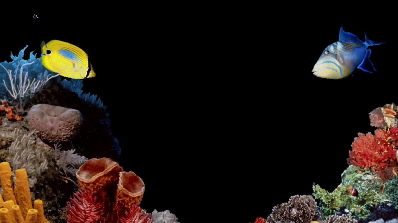 Scuba Diving High Resolution Hd - HD Wallpaper 