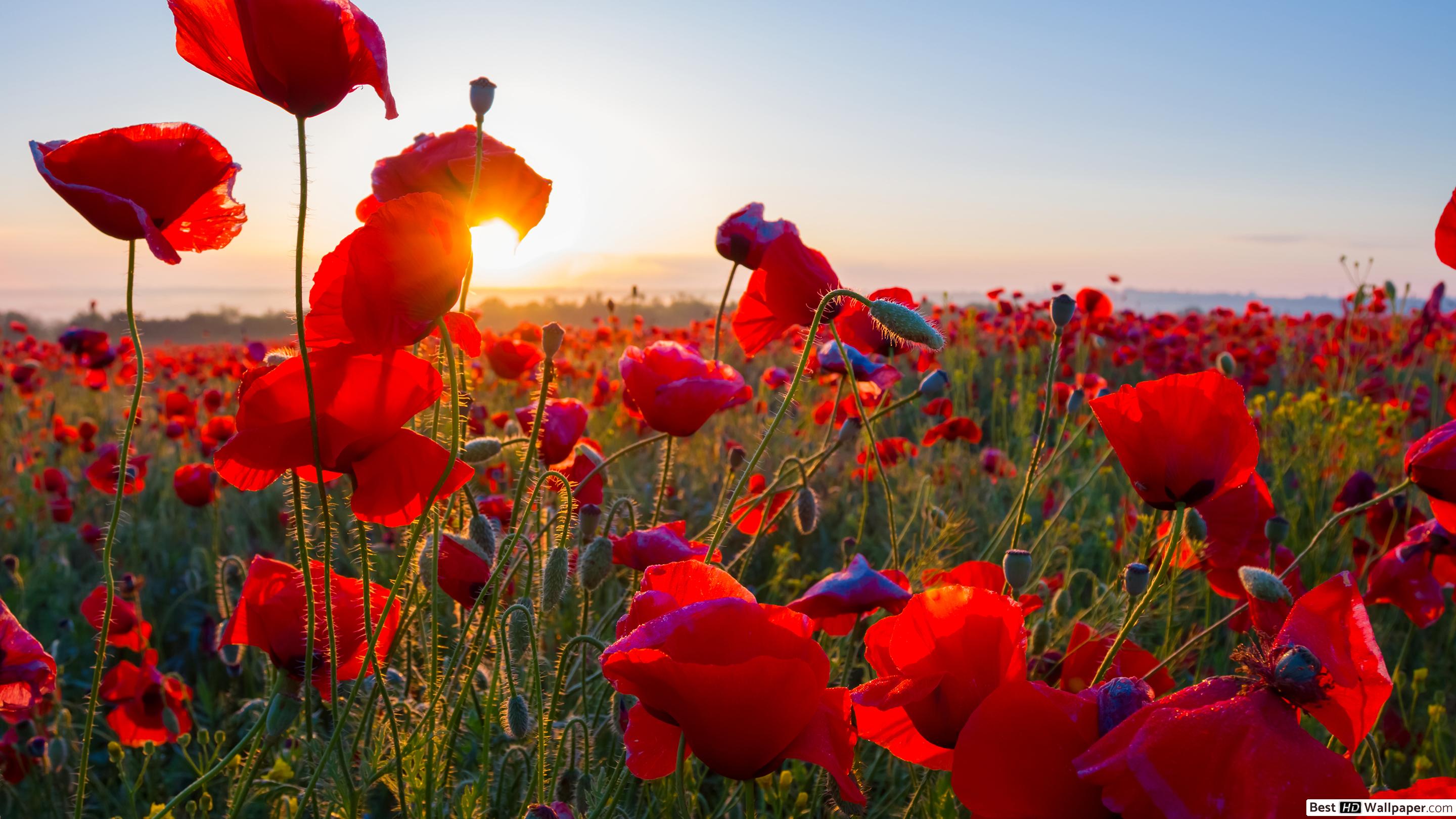 Poppy Field - HD Wallpaper 