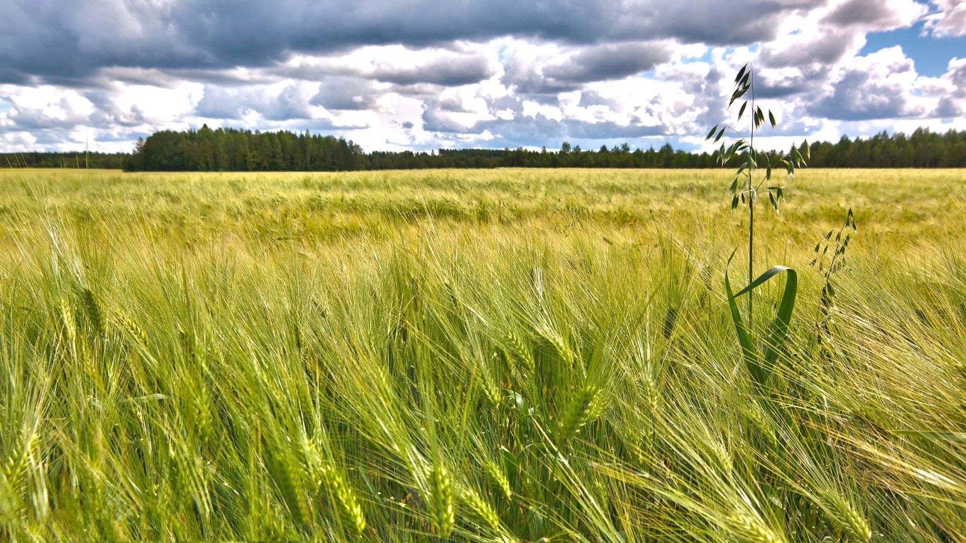 Yellow And Green Wheat Field Wallpaper - Пшено Поле - HD Wallpaper 