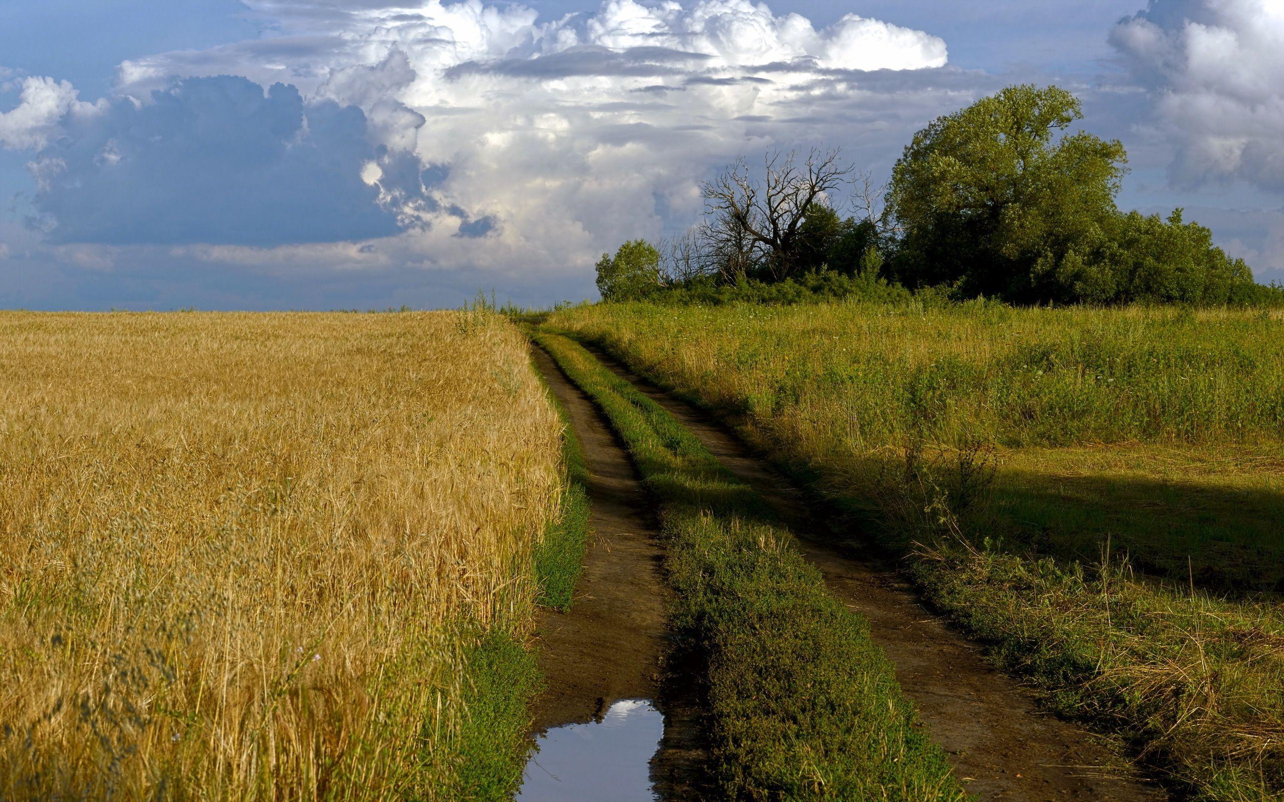 Hd Path Along The Wheat Field Wallpaper - Field - HD Wallpaper 