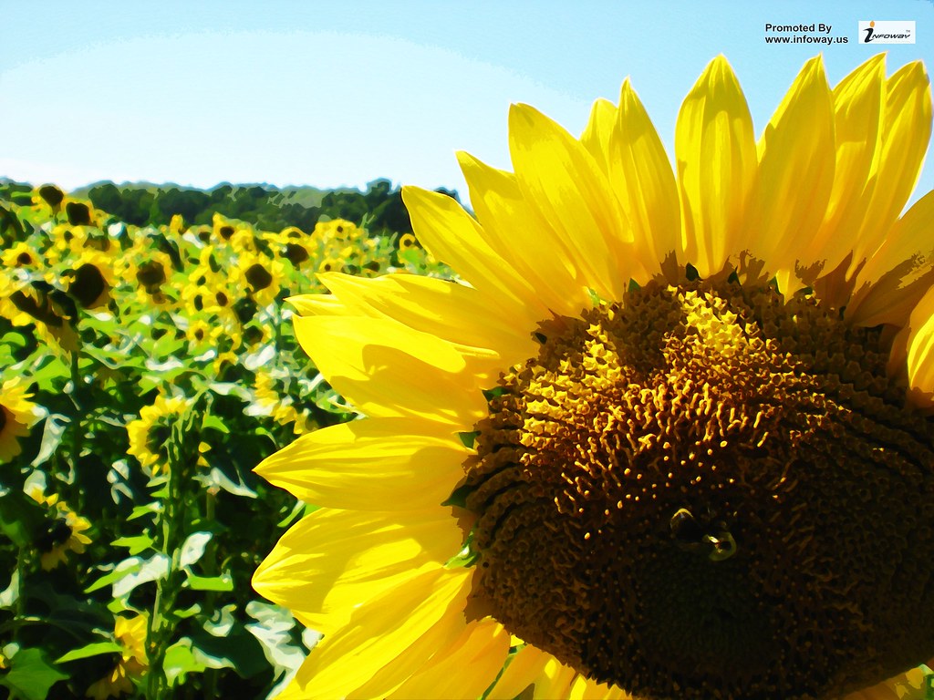 Sunflower - HD Wallpaper 