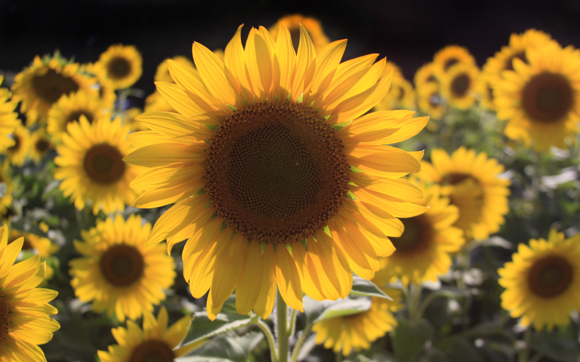 Vehicle Registration Plate - HD Wallpaper 