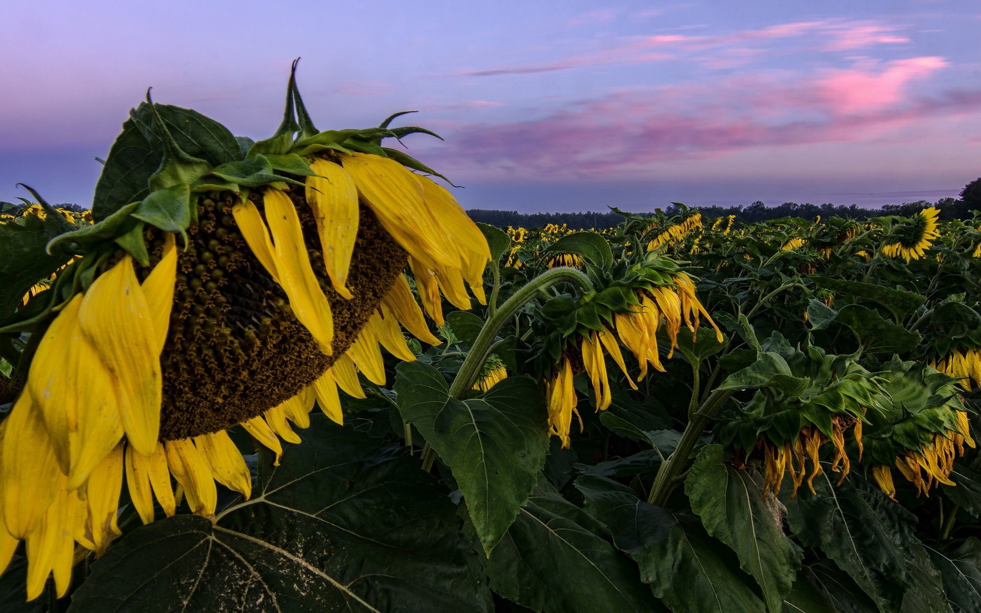 Cash Crop - HD Wallpaper 