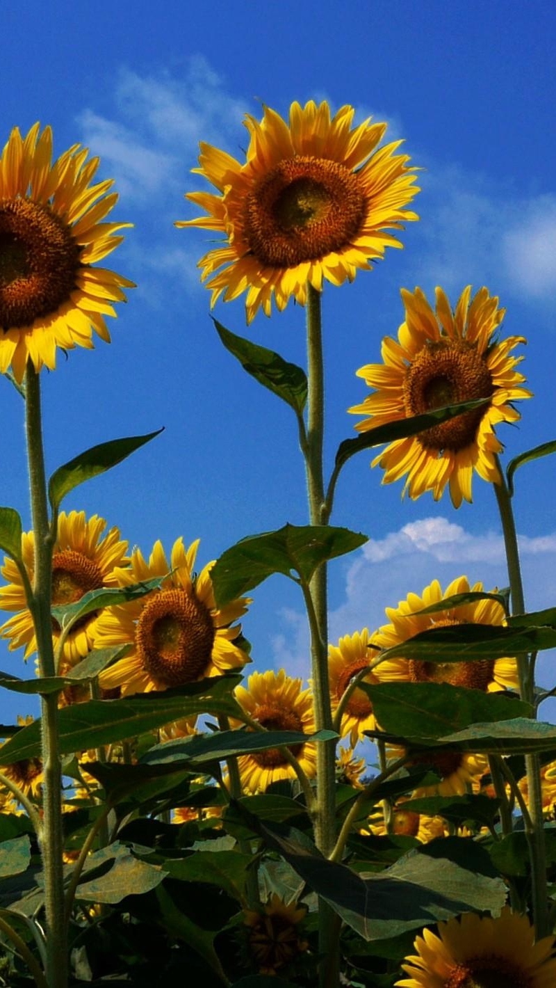 Wallpaper Sunflowers, Field, Summer, Sky, Sunny, Mood - 1080p Sunflower Field Background - HD Wallpaper 