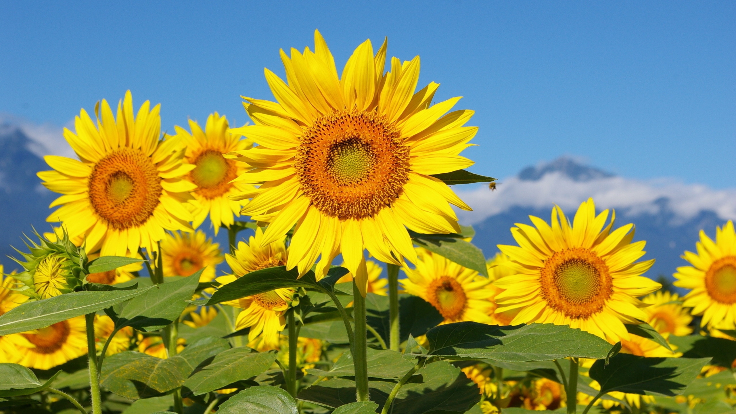 Sunflower Field Widescreen Wallpapers - 向日葵 花 葉 - HD Wallpaper 