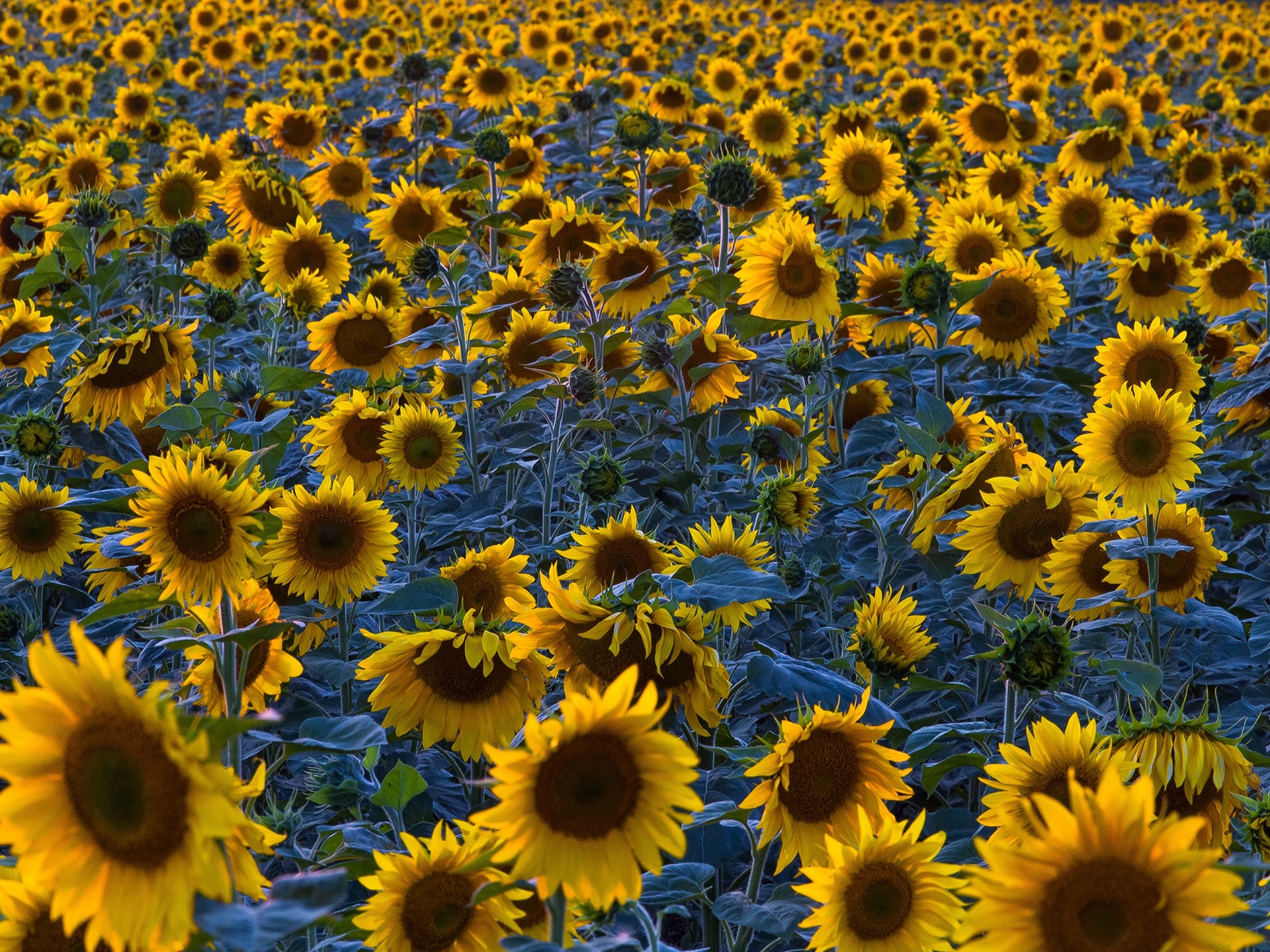 Wallpaper Sunflowers Field, Morning - Sunflowers - HD Wallpaper 