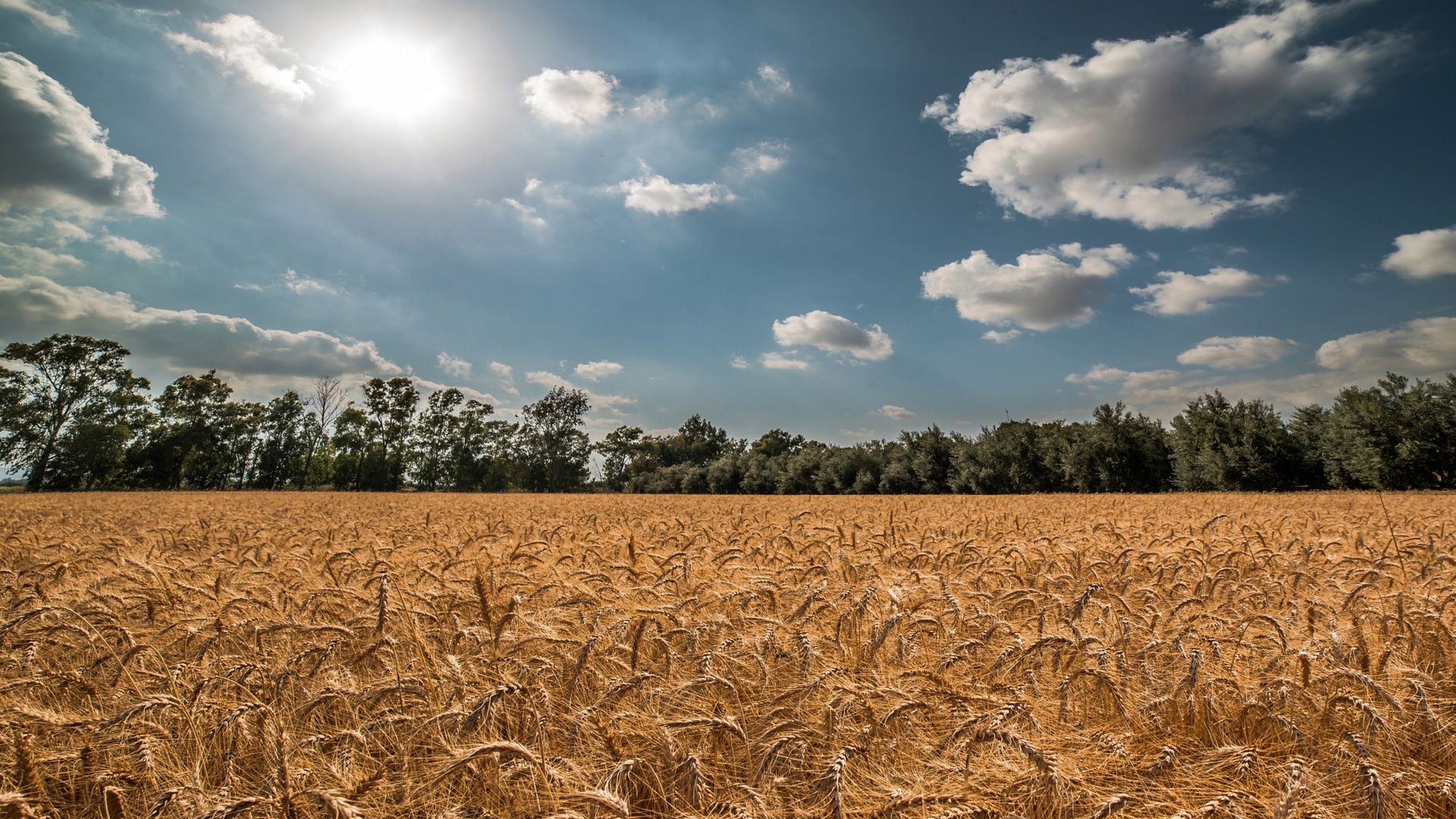 Nature Summer Wheat Grain Field - Wheat - HD Wallpaper 