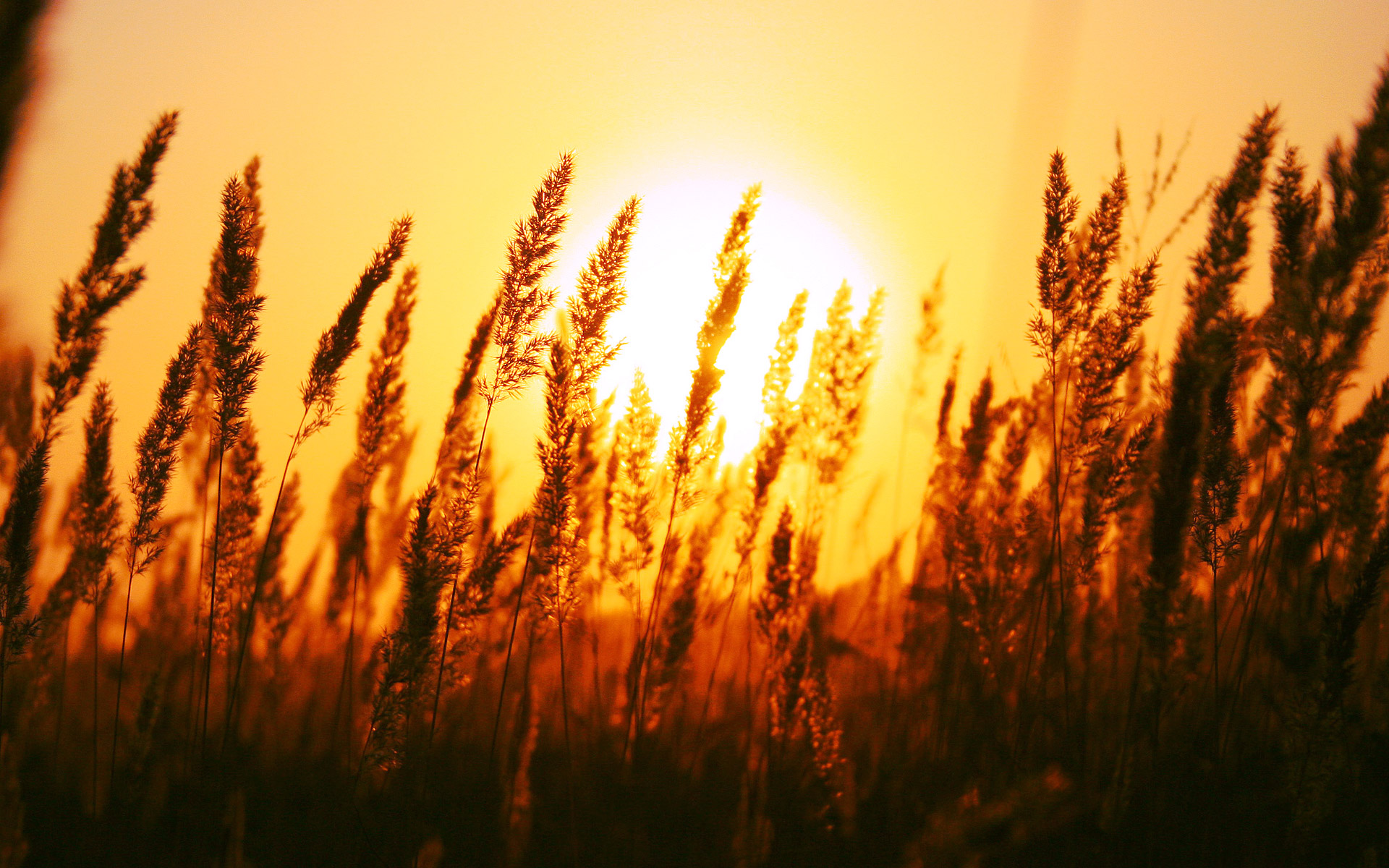 Sun Rising Wallpaper Wallpaper Free Download - Sunset Depth Of Field Photography - HD Wallpaper 