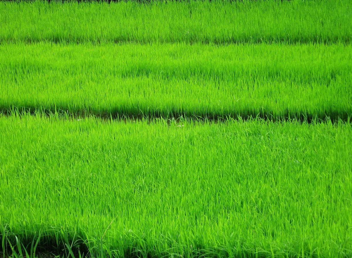 Rice Paddy - HD Wallpaper 