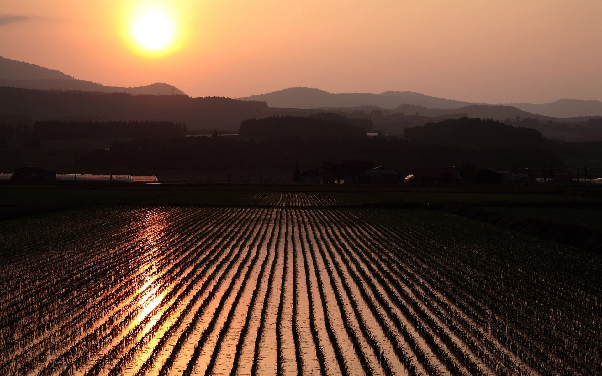 Rice Field - Sunset Rice Fields Photography - HD Wallpaper 