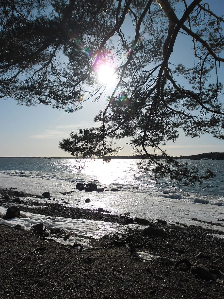 Finland, Sun, Sea, Tree, Landscape, Water, Beach, Sunbeam, - Ağaç Ve Deniz - HD Wallpaper 