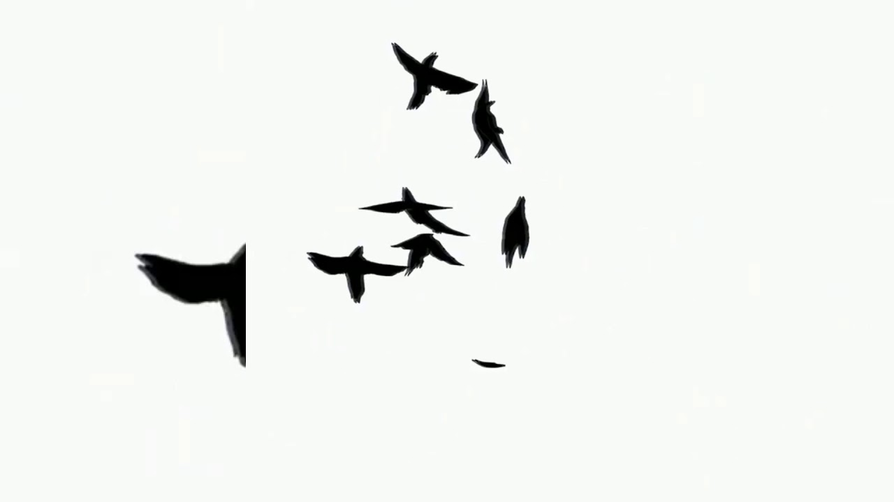 Bronze Hammerhead Shark - HD Wallpaper 