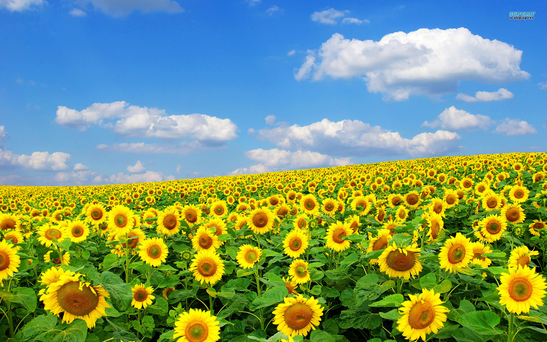 Bg Of Sunflower Field - HD Wallpaper 