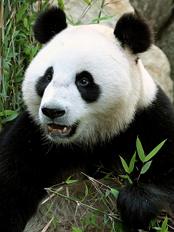 Panda - HD Wallpaper 