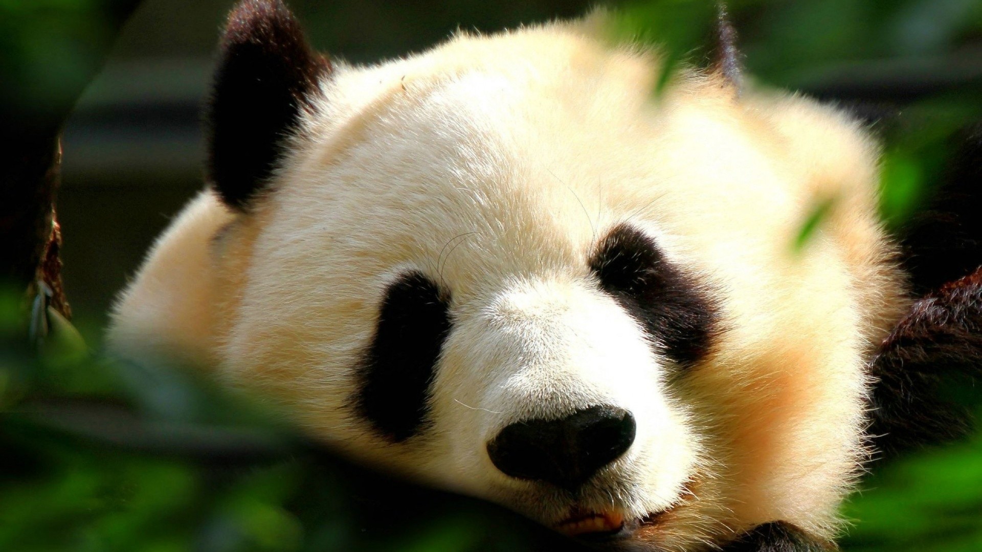 Timeline 
 Data Src Widescreen Cute Panda Wallpaper - Hd Wallpapers 1080p Animals - HD Wallpaper 
