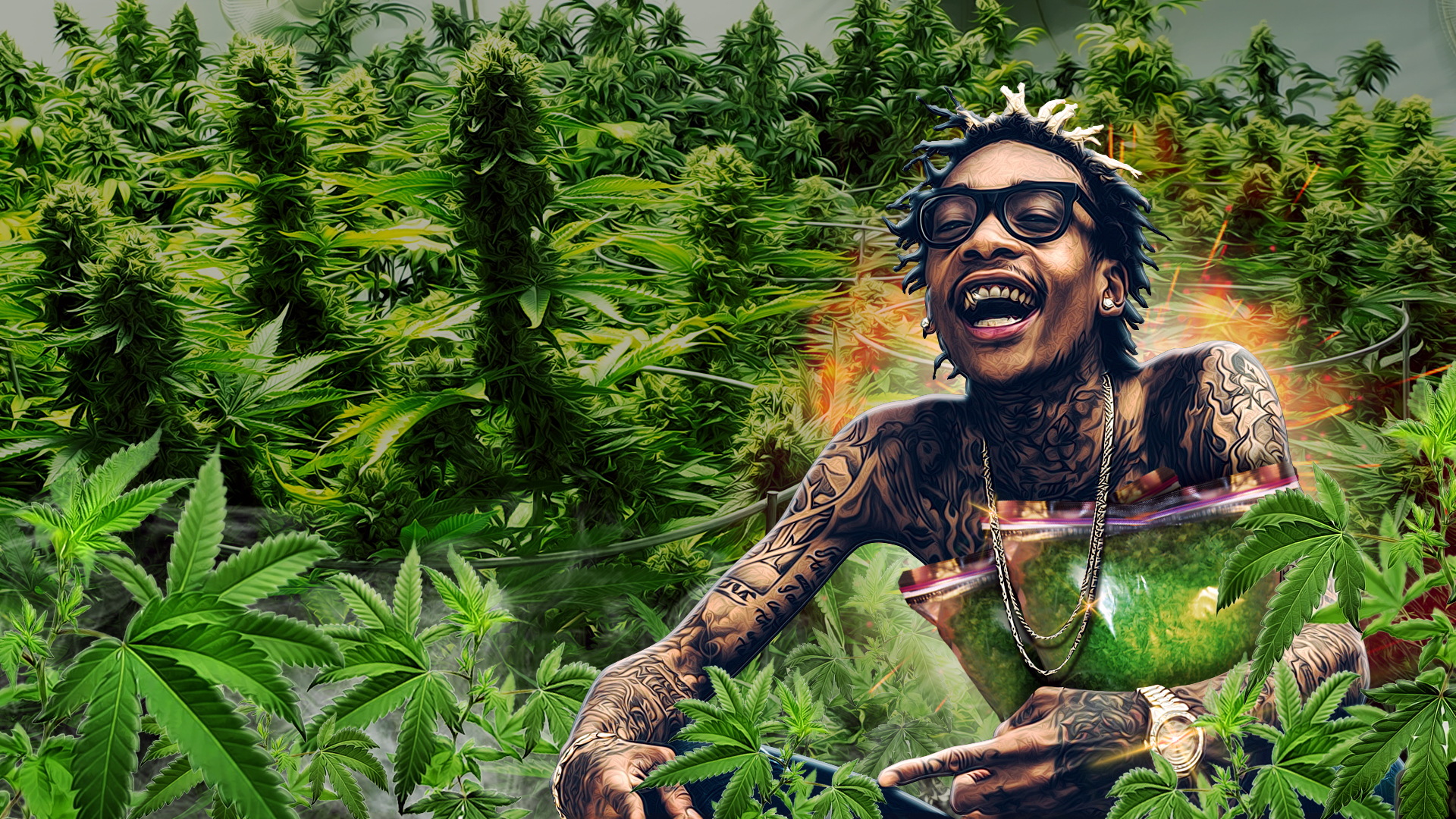 Wiz Khalifa Weed Plantation - HD Wallpaper 