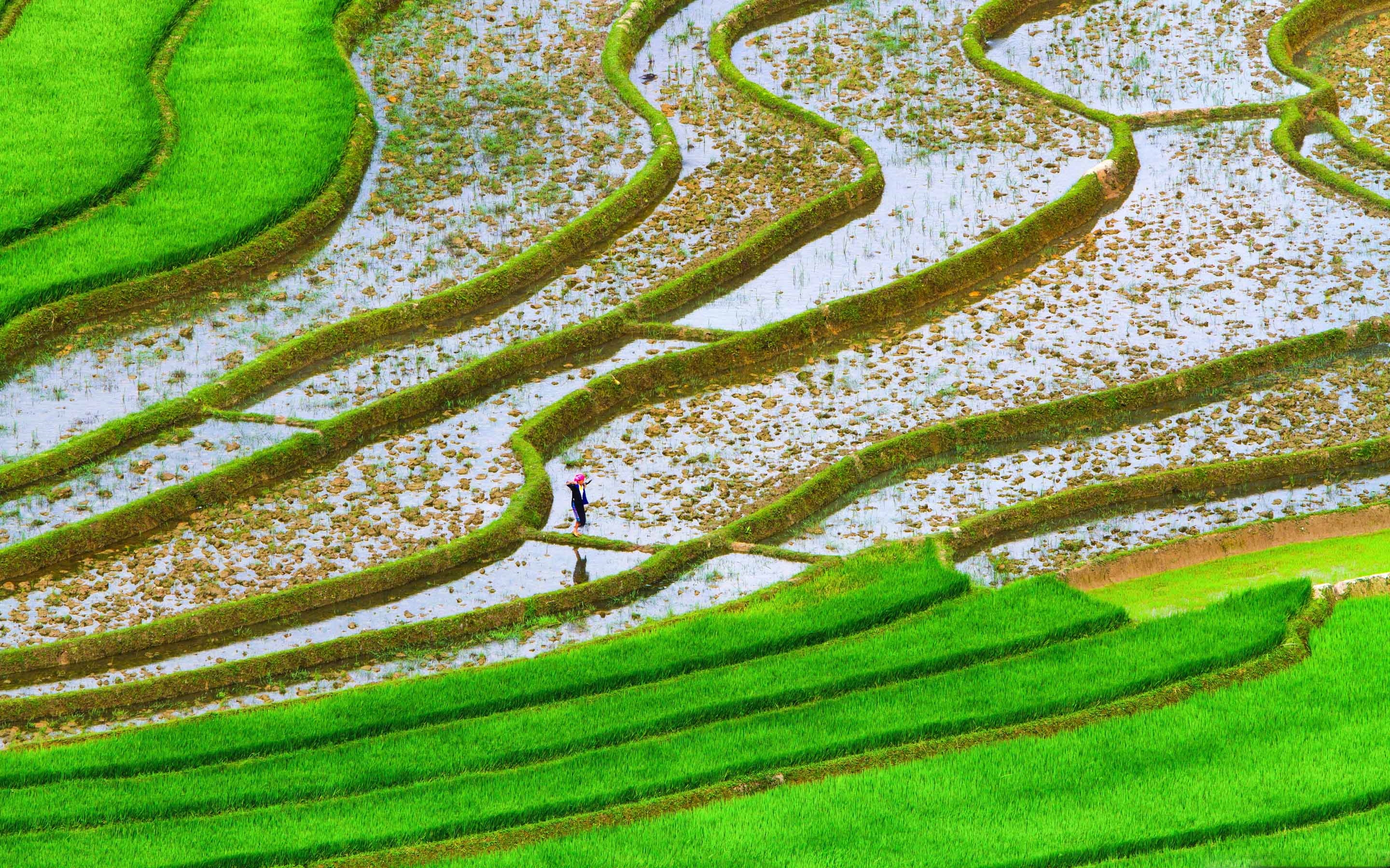 Rice Fields - HD Wallpaper 