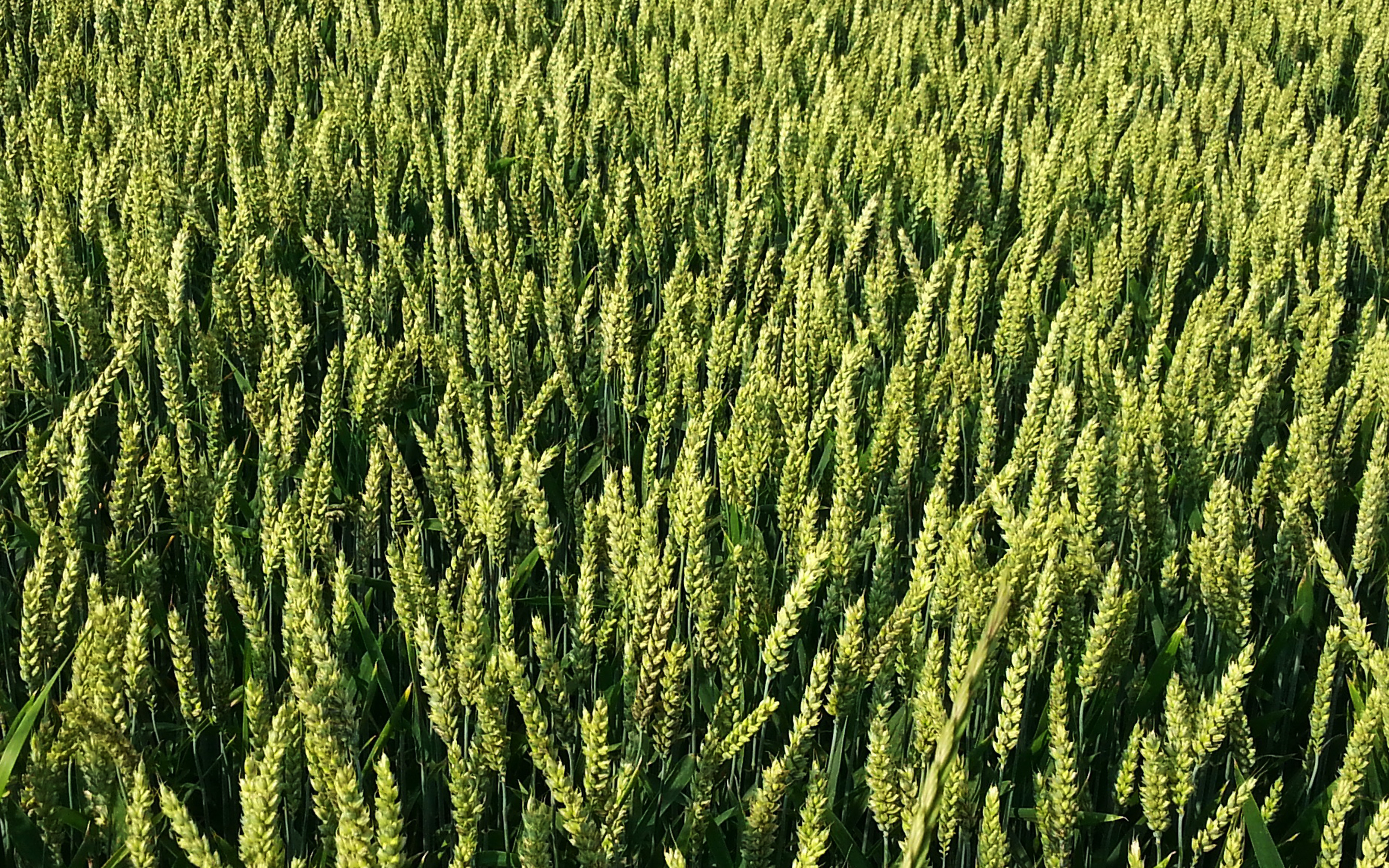 Wheat Field From Drone Green - HD Wallpaper 
