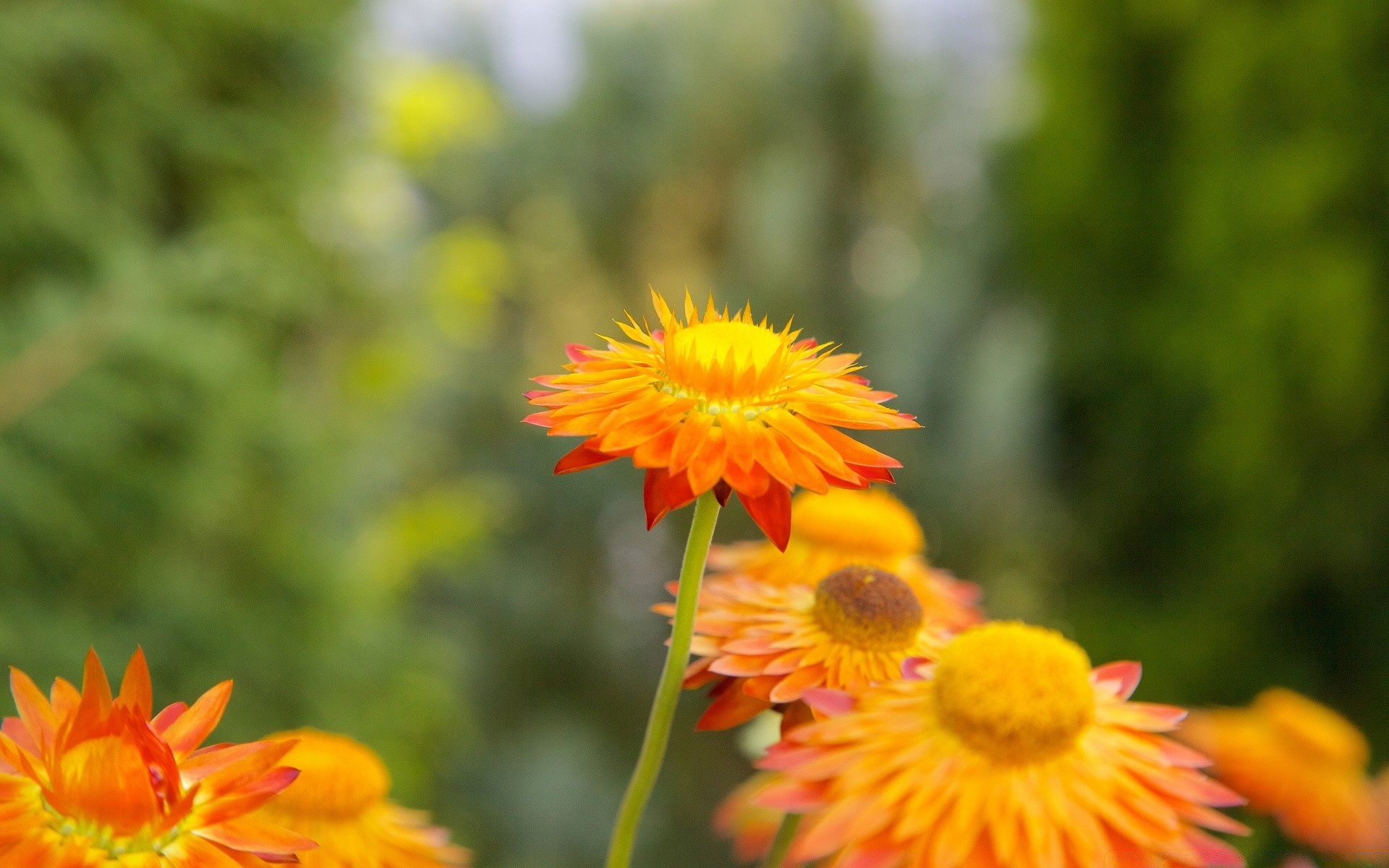 Flowers Flower Nature Flora Summer Garden Petal Leaf - Ice Plant Family - HD Wallpaper 