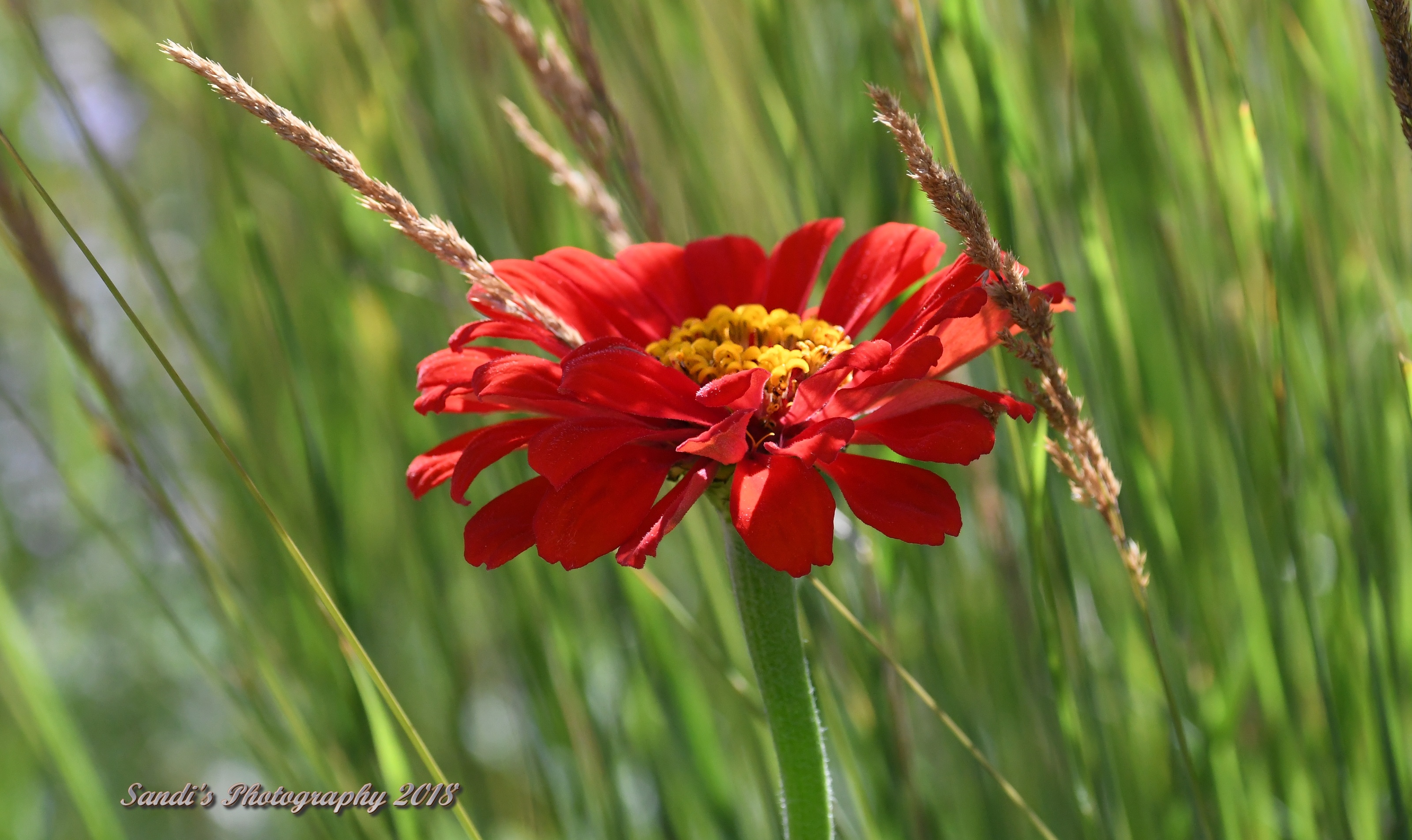 Common Zinnia - HD Wallpaper 