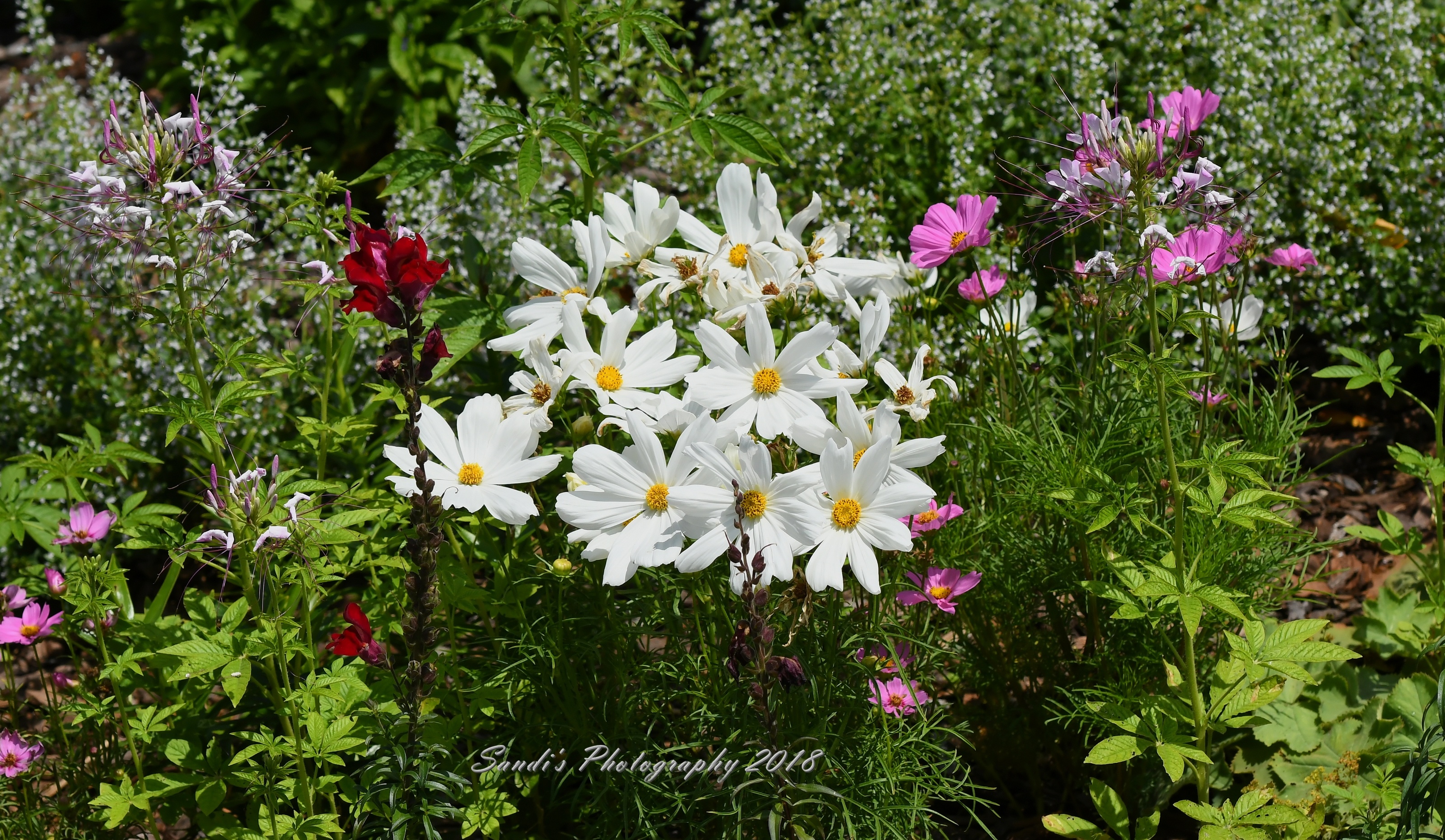 Marguerite Daisy - HD Wallpaper 