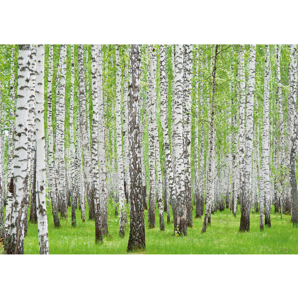 Fototapet Mesteceni - HD Wallpaper 