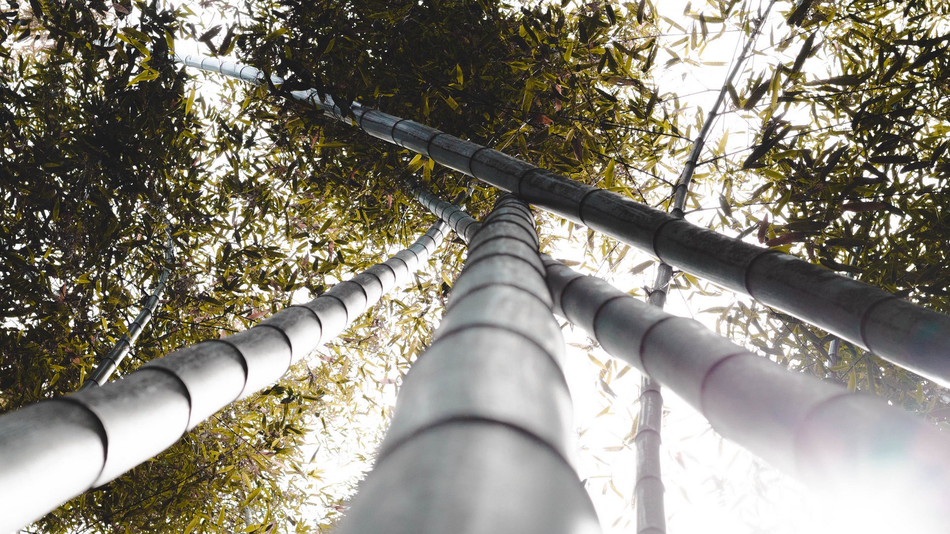 Wallpaper Bamboo, Trunks, Plants, Leaves, Sunlight - Wallpaper - HD Wallpaper 