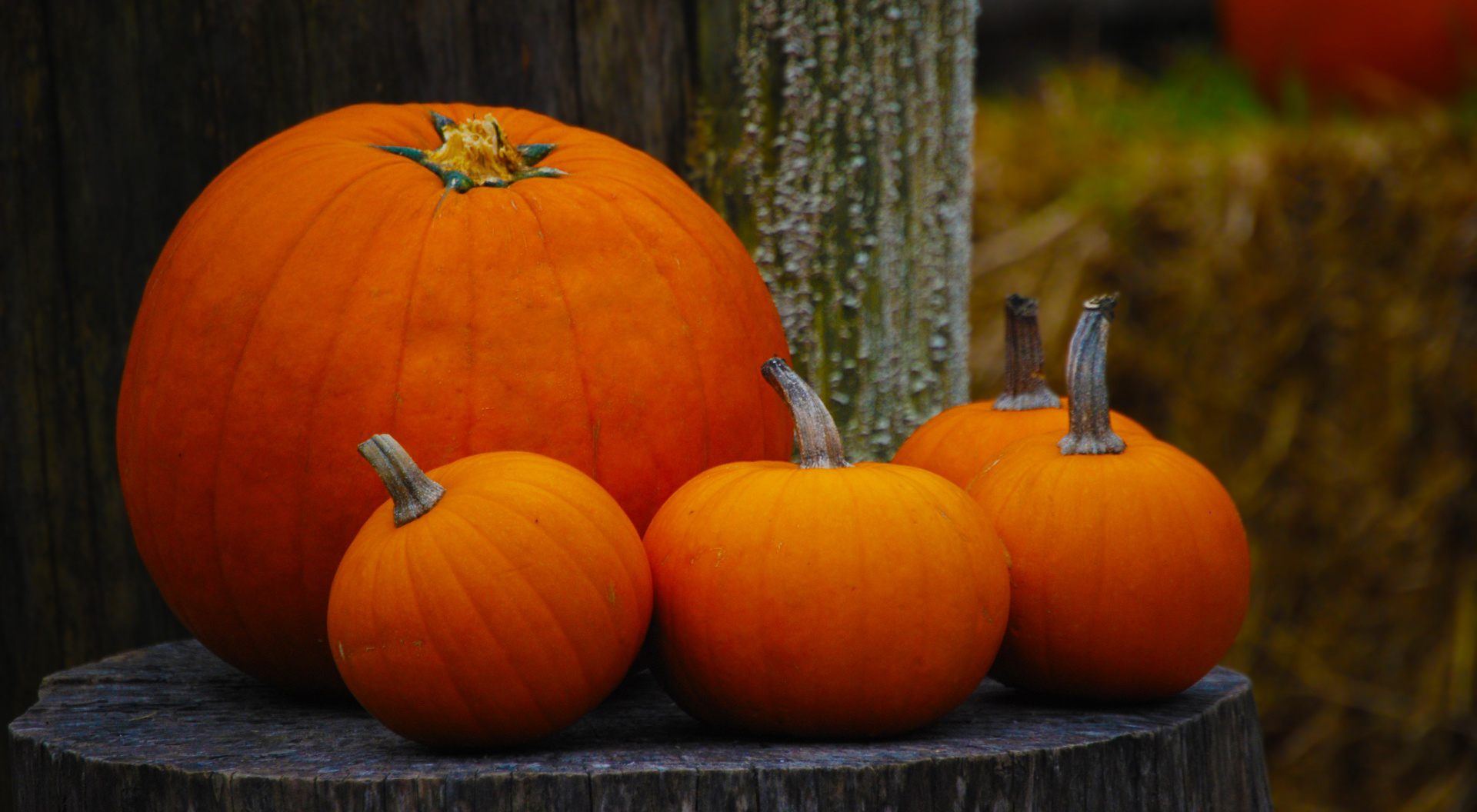 Hd Pumpkin Wallpaper - Hd Images Of Pumpkin - HD Wallpaper 