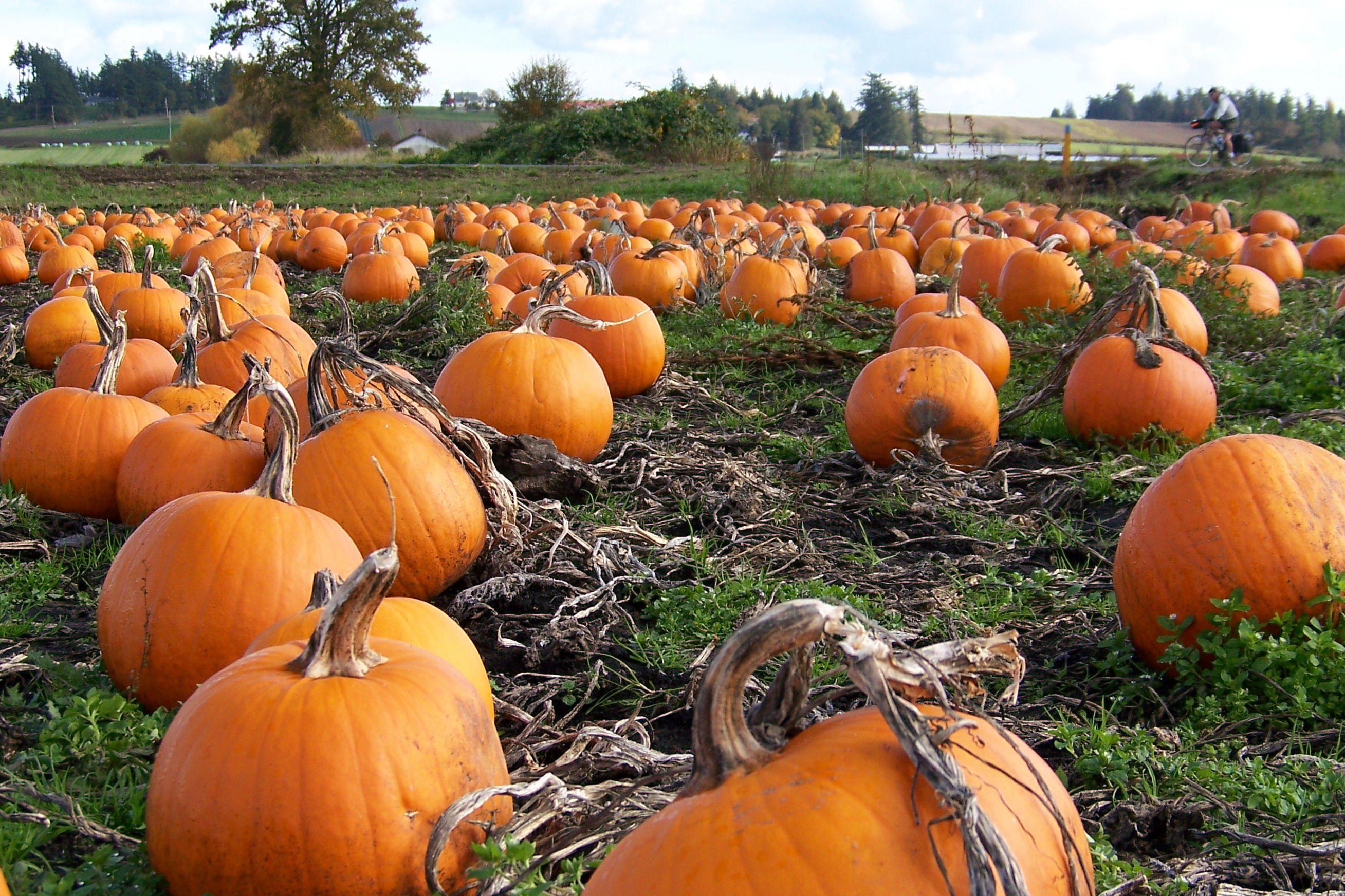 Hd Pumpkin Patch Halloween Autumn Image Gallery Wallpaper - American Pumpkin Patch - HD Wallpaper 