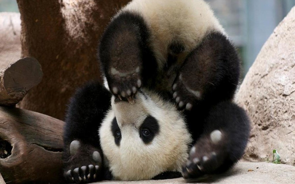 Panda On Its Head - HD Wallpaper 