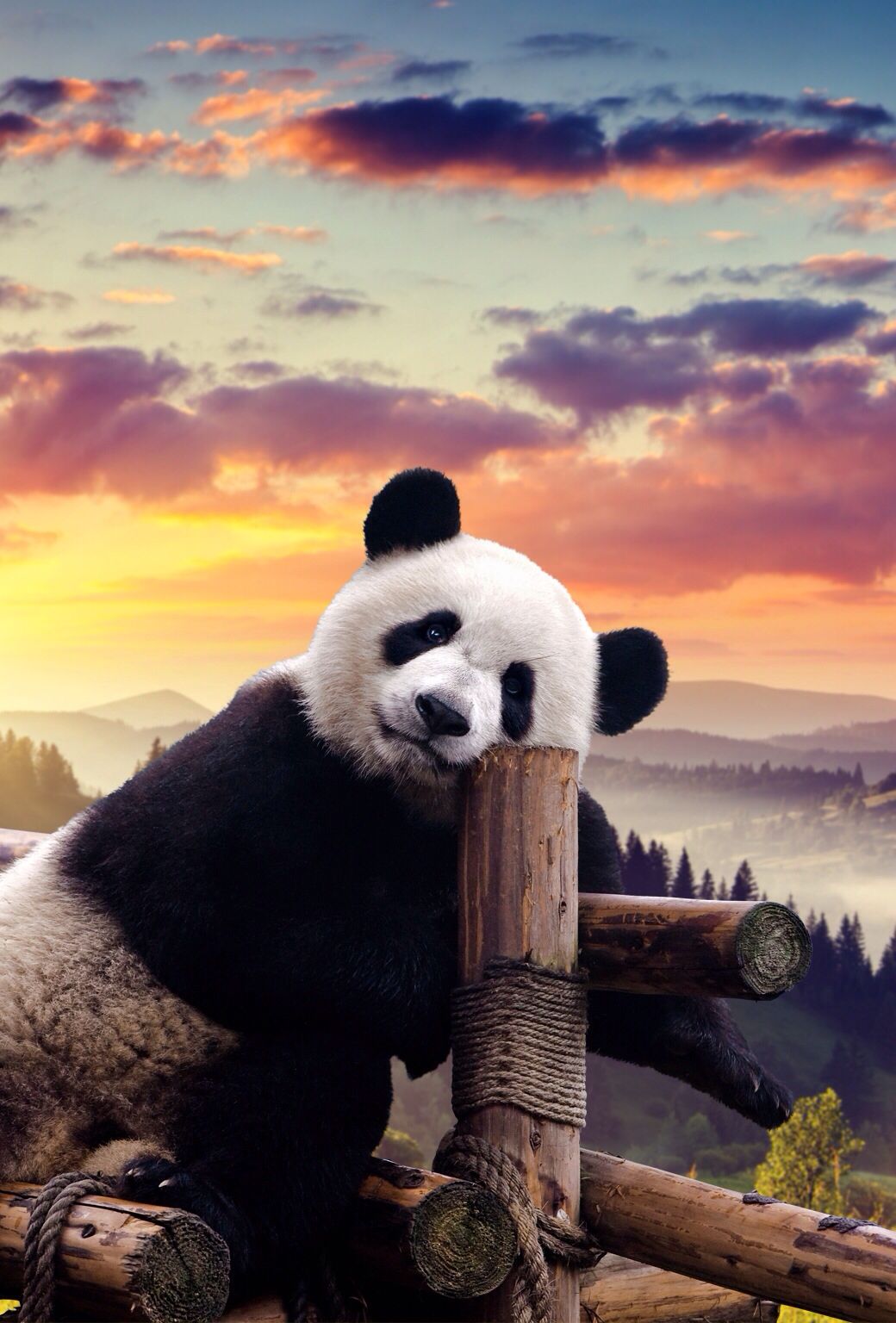 Panda In Sunset - HD Wallpaper 