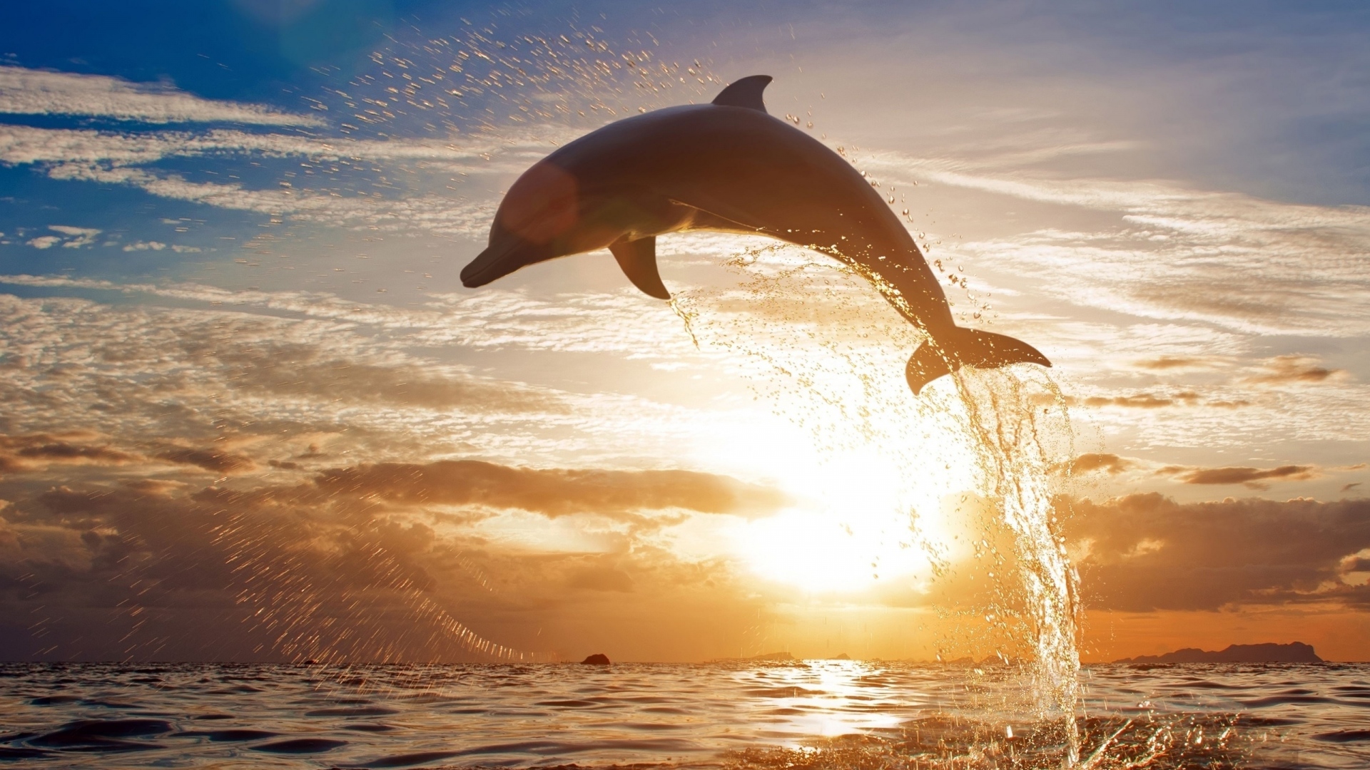 Dolphin Jump In Sea During Sunset - Dolphin Background - HD Wallpaper 