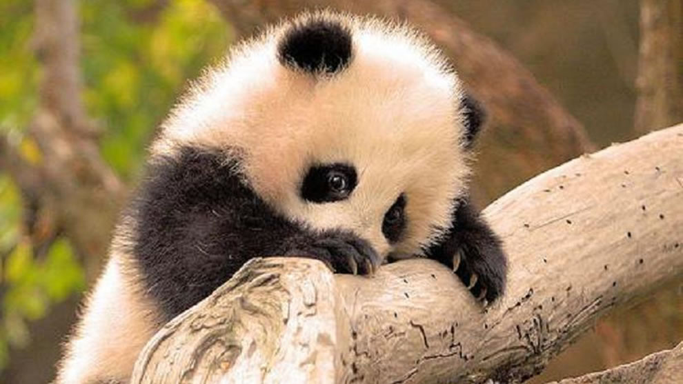 Baby Panda, Giant Bucket Of Cute - Baby Cute Giant Panda - HD Wallpaper 