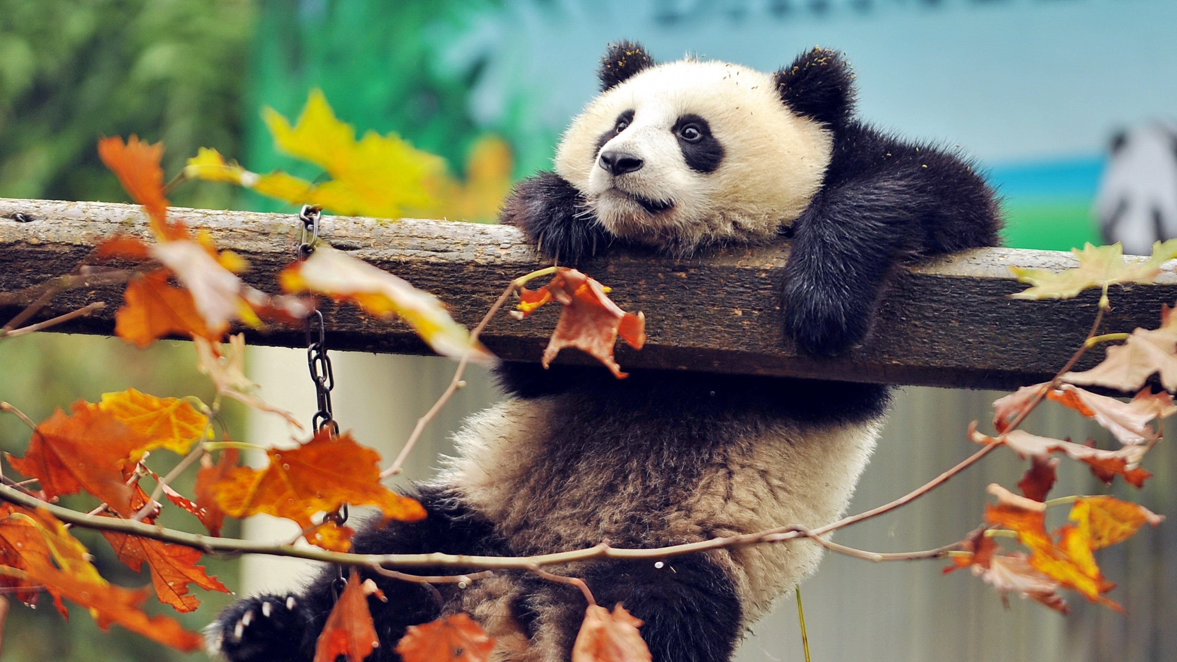 Cute Panda 
 Data Src Free Cute Panda Wallpaper - Fondos De Pantalla Para Pc 4k - HD Wallpaper 