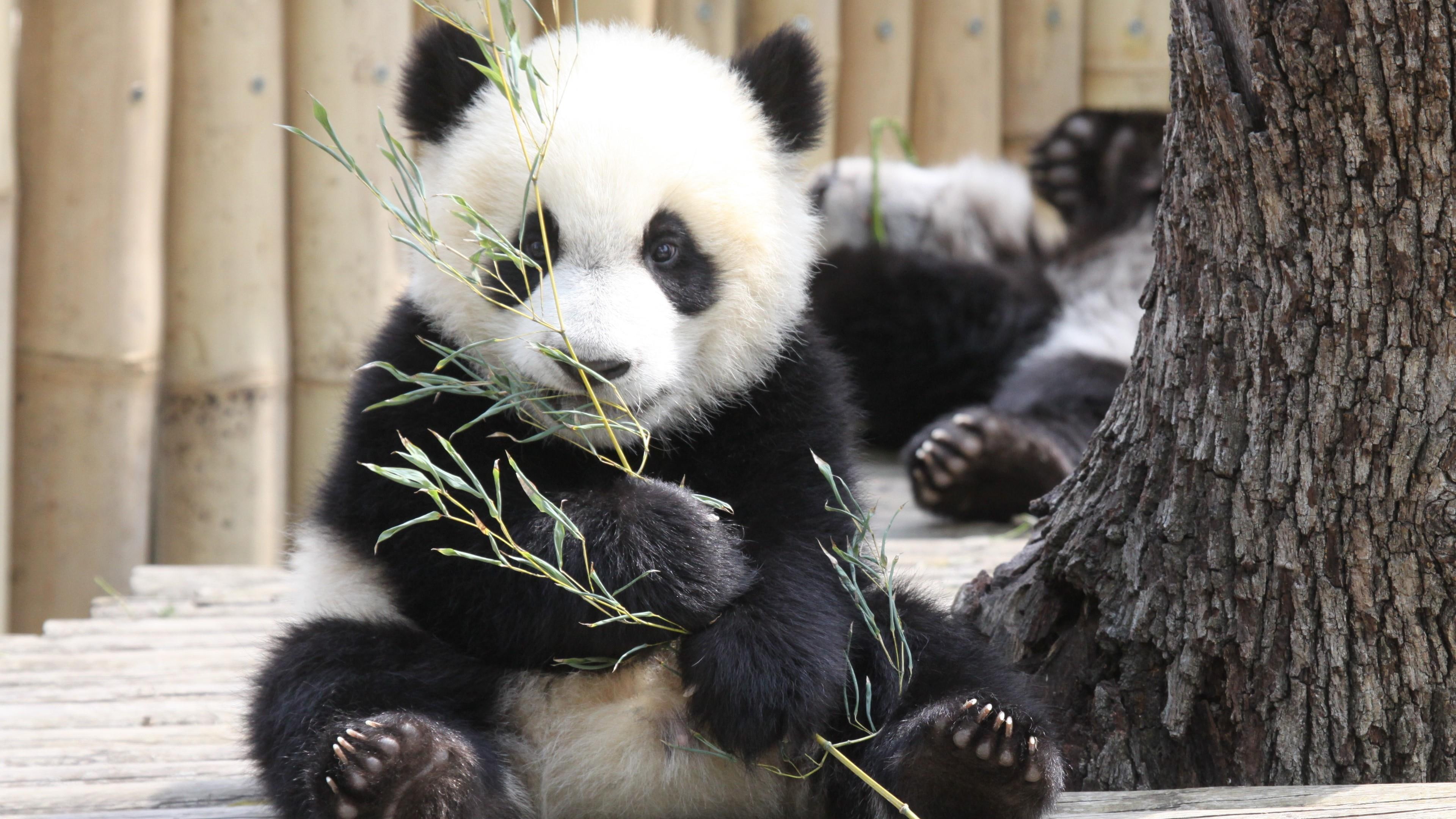 Cute Baby Giant Panda Zoo - HD Wallpaper 