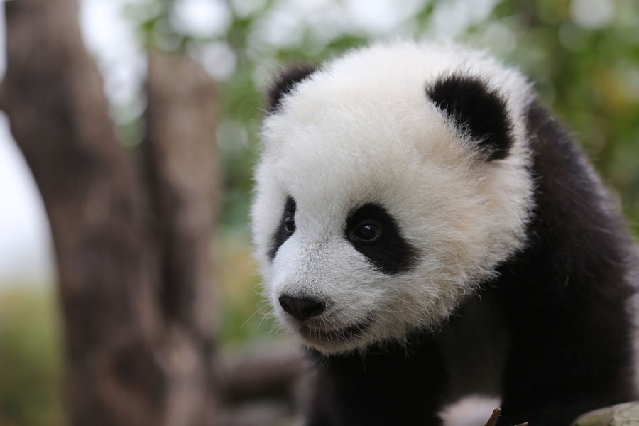 Newborn Pandas Growing In Chengdu - Cute Baby Panda Hd - HD Wallpaper 