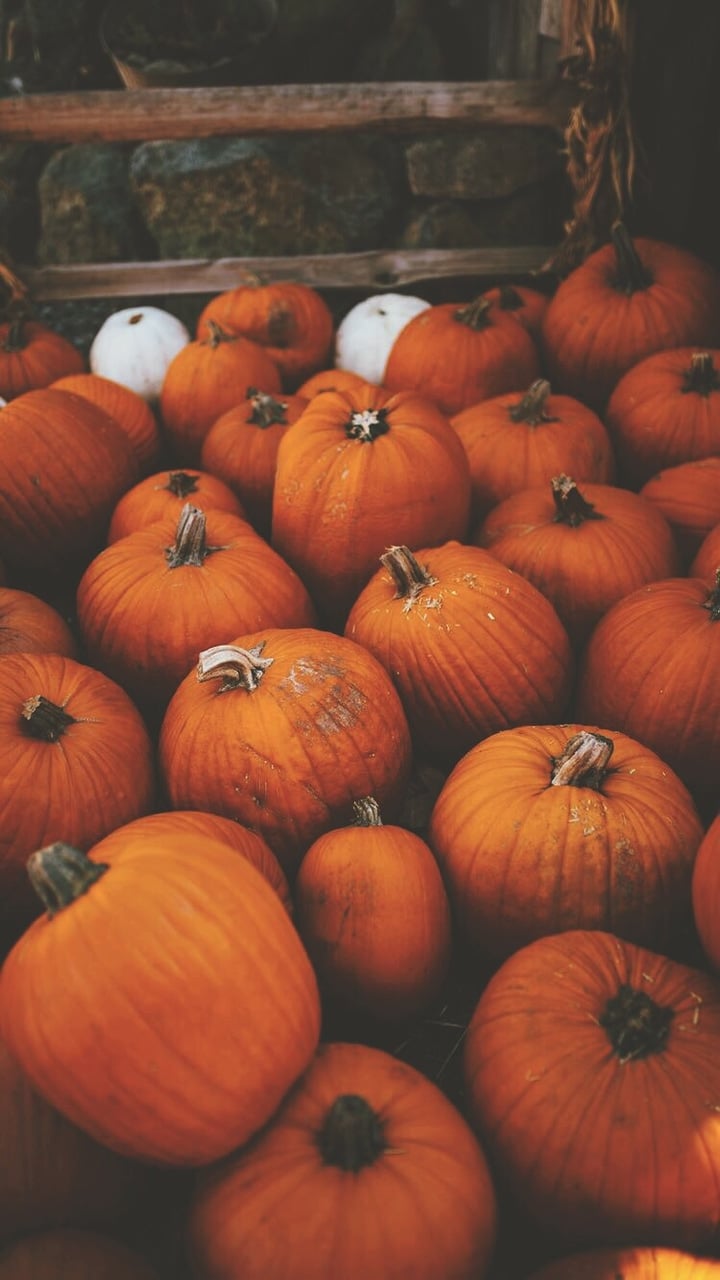Autumn, Fall, And Pumpkin Image - Pumpkin Patch - HD Wallpaper 