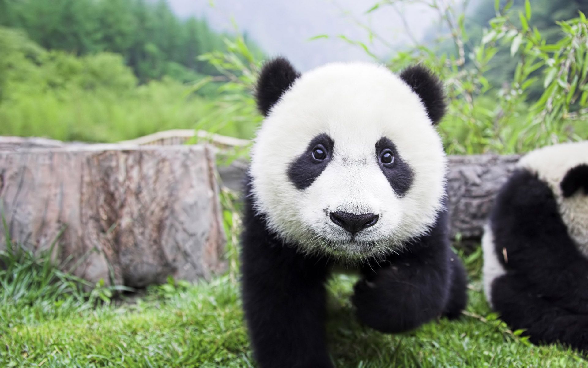 Cute Baby Panda Wallpaper
cute Baby Panda Wallpaper - Baby Panda - HD Wallpaper 