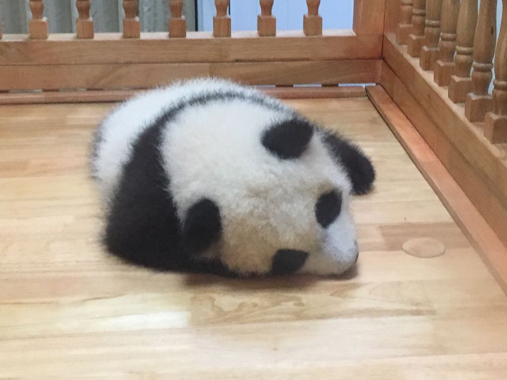 Panda - HD Wallpaper 