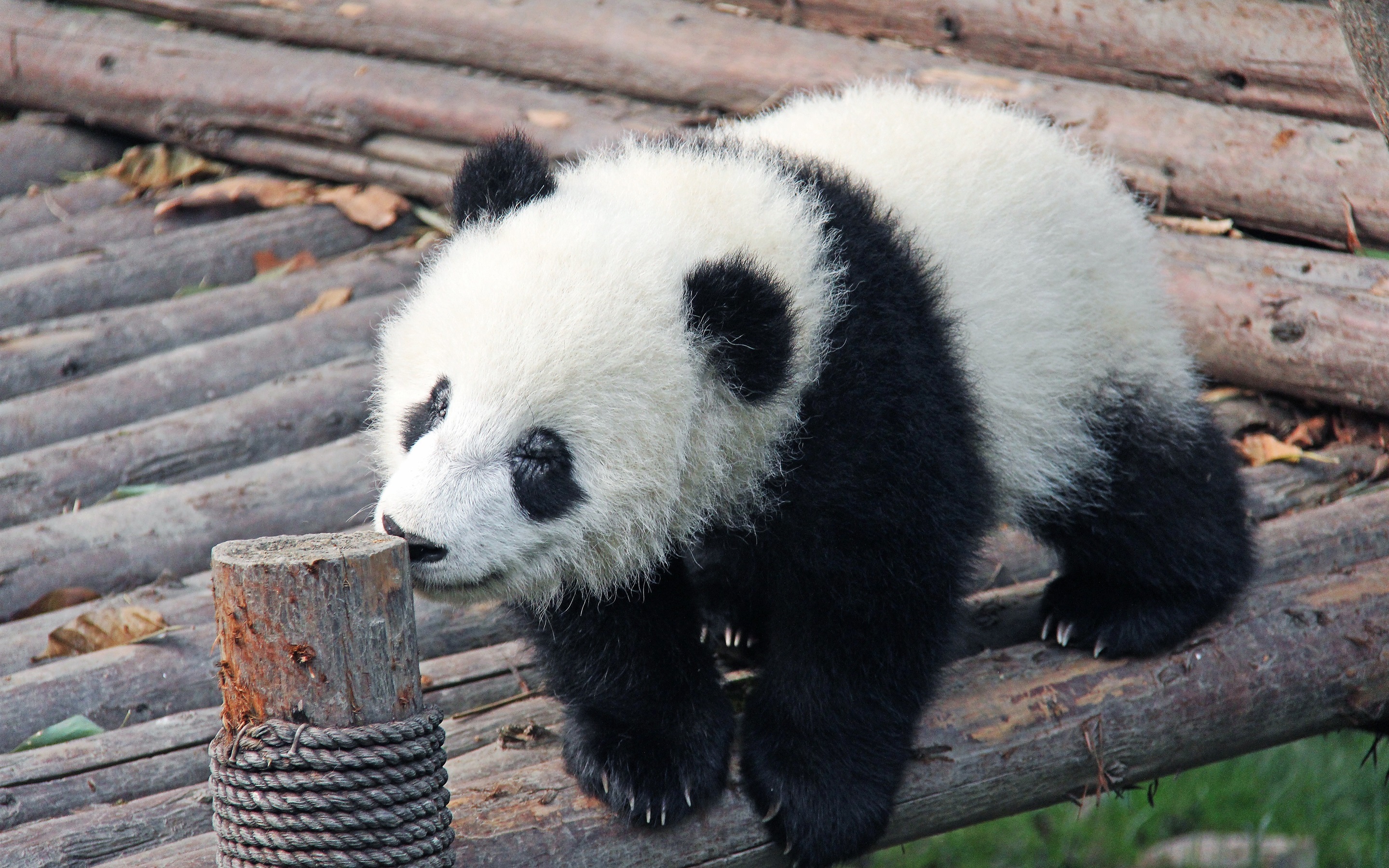 Wallpaper Panda Baby - National Dyr - HD Wallpaper 