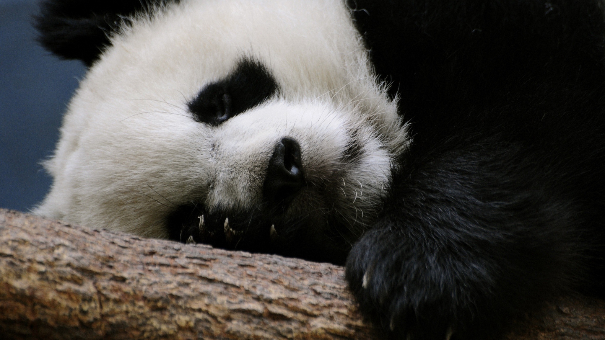 Wallpaper Panda, Sleep, Spotted, Log - Cute Wallpaper Panda Sleeping - HD Wallpaper 
