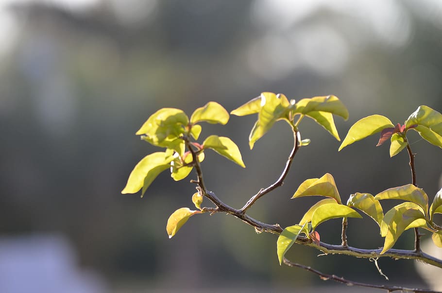 Saudi Arabia, Medina, Islamic University Of Madinah, - Flower - HD Wallpaper 