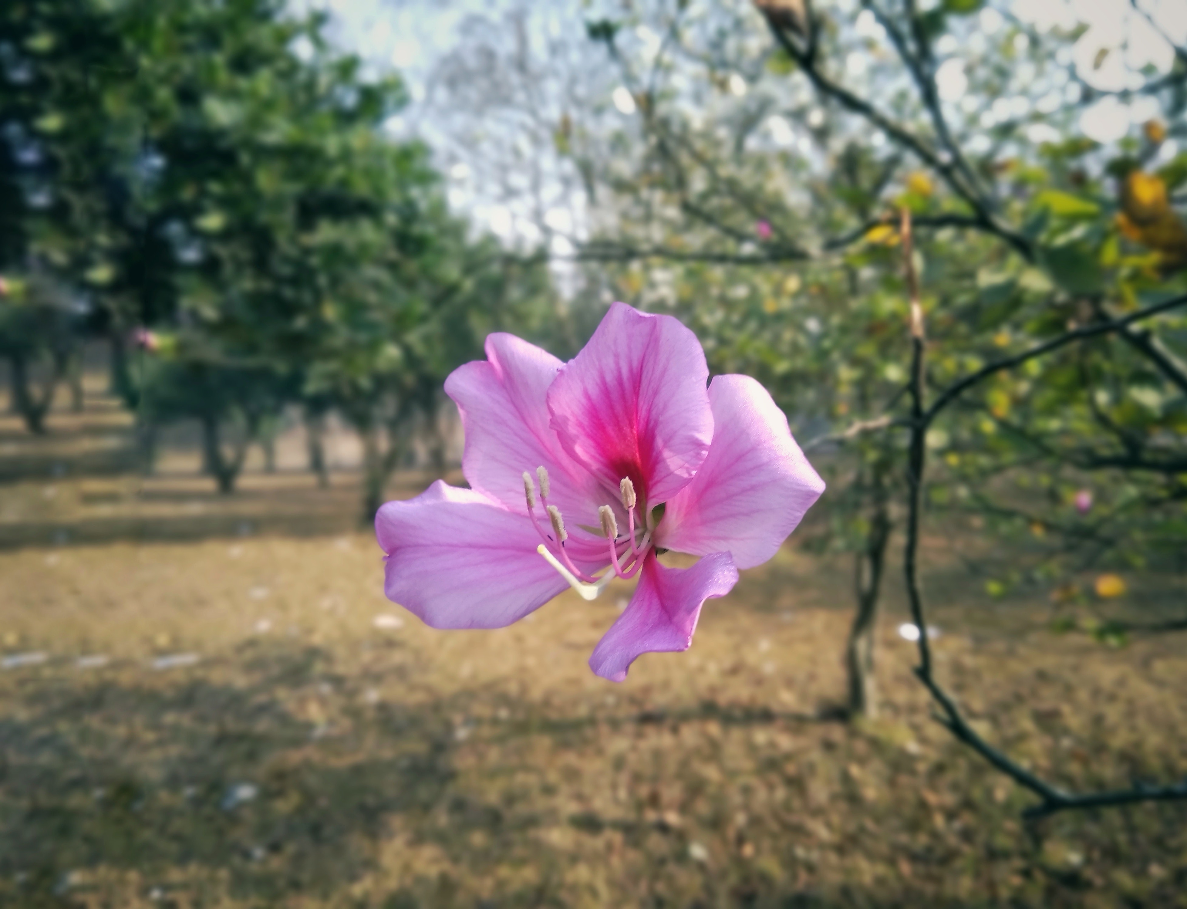 Hibiscus - HD Wallpaper 