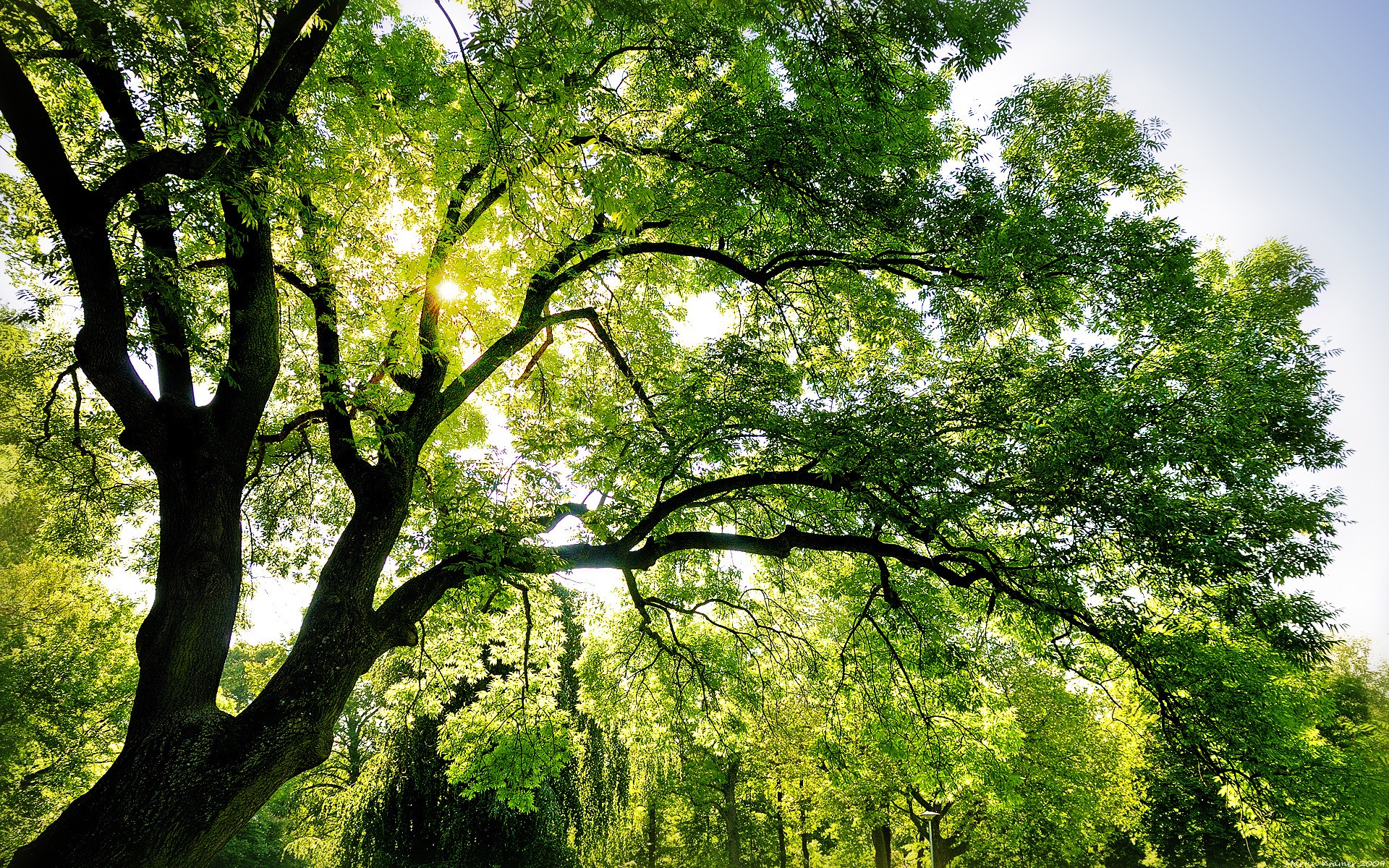 Tree Branches Hd - HD Wallpaper 